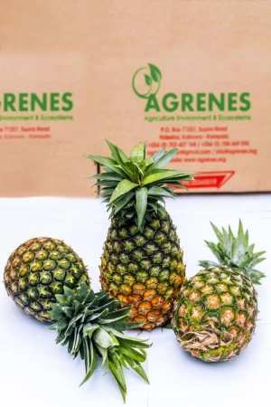 Pineapple