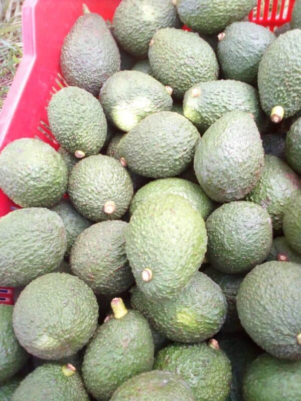 Hass avocado